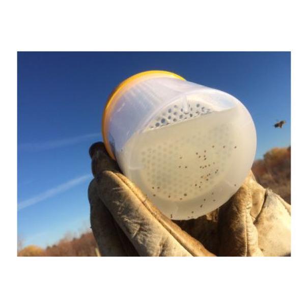 Contenitore Easy Check usato su campo con api e varroe rilevate