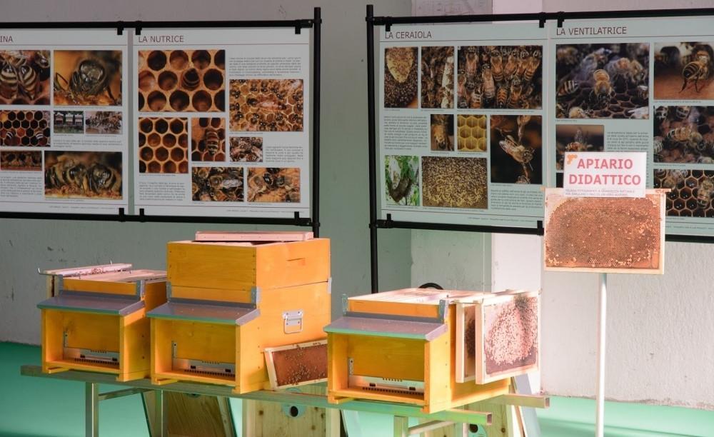 apicoltura.com kit fotografico telaini per arnia didattica 22 schede - foto 1
