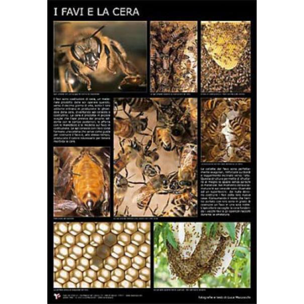 apicoltura.com poster fotografico - foto 1