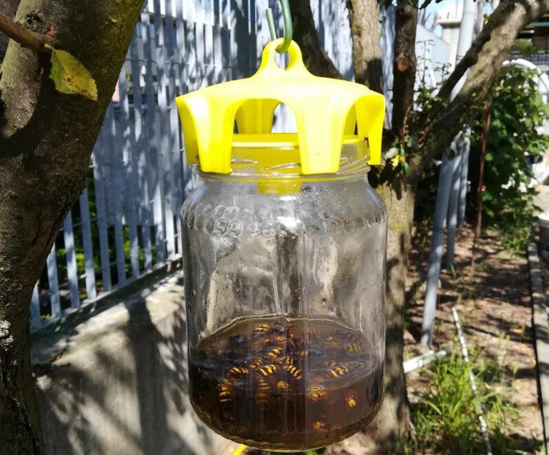 apicoltura.com trappola per calabroni e vespe per vaso (conf. da 4 pezzi) - foto 4