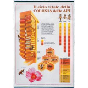Poster il ciclo vitale della colonia delle api