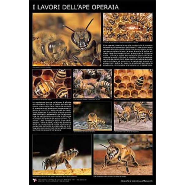 apicoltura.com poster fotografico - foto 1