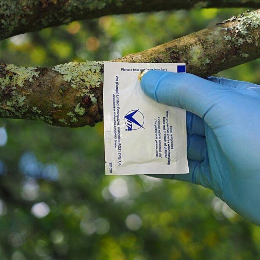 Dimostrazione d'uso bustina attrattiva sciami su ramo albero