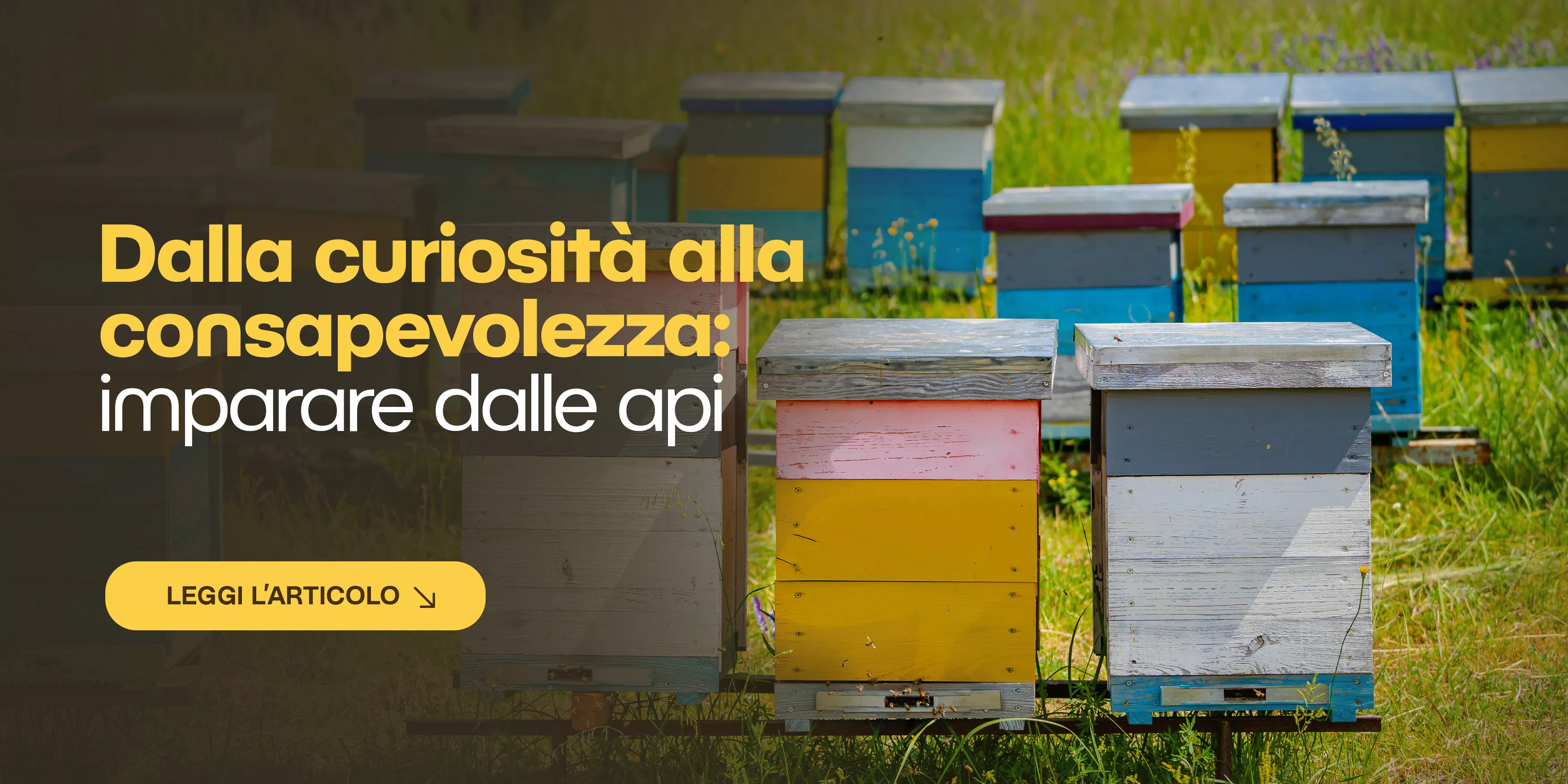 Arnie da osservazione: il mondo delle api a portata di sguardo 🐝