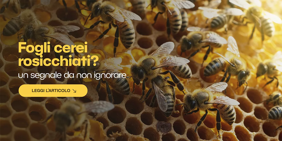 Perché le api rosicchiano i fogli cerei: scopri le cause e come intervenire
