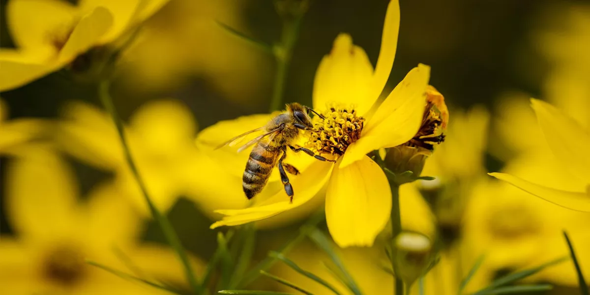Vaporizzatori acido ossalico, la difesa sostenibile contro la varroa