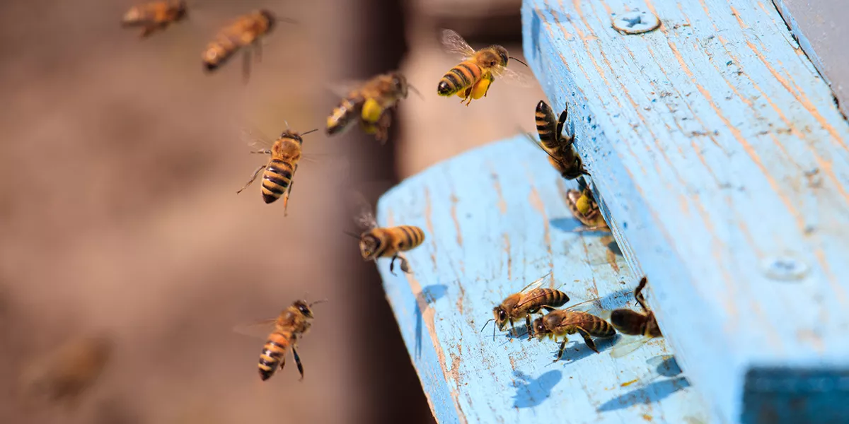 Apiscampo per apicoltura 🐝 Come funziona e perché ti semplifica la raccolta
