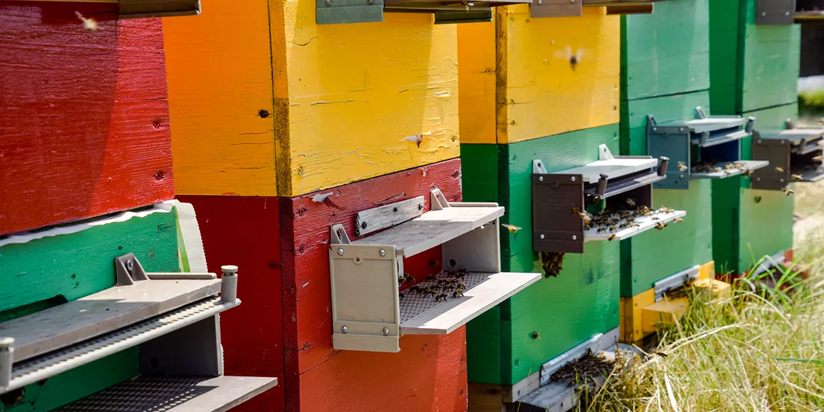 Trappole per polline. Come raccogliere senza stressare le api