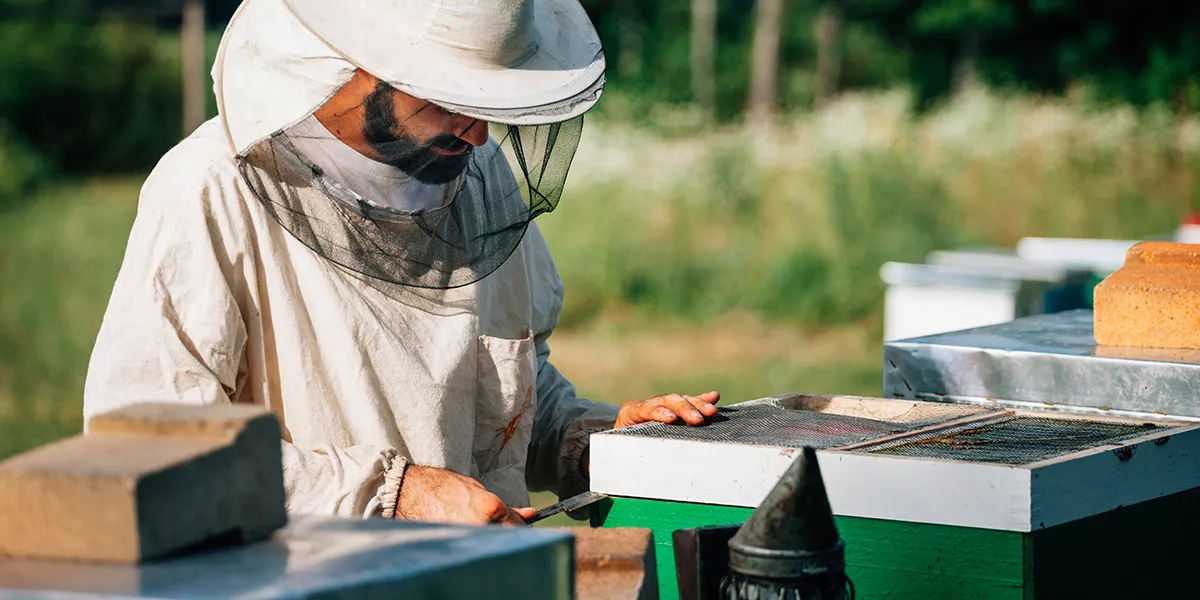 Arnie da nomadismo e osservazione. Scegli con consapevolezza